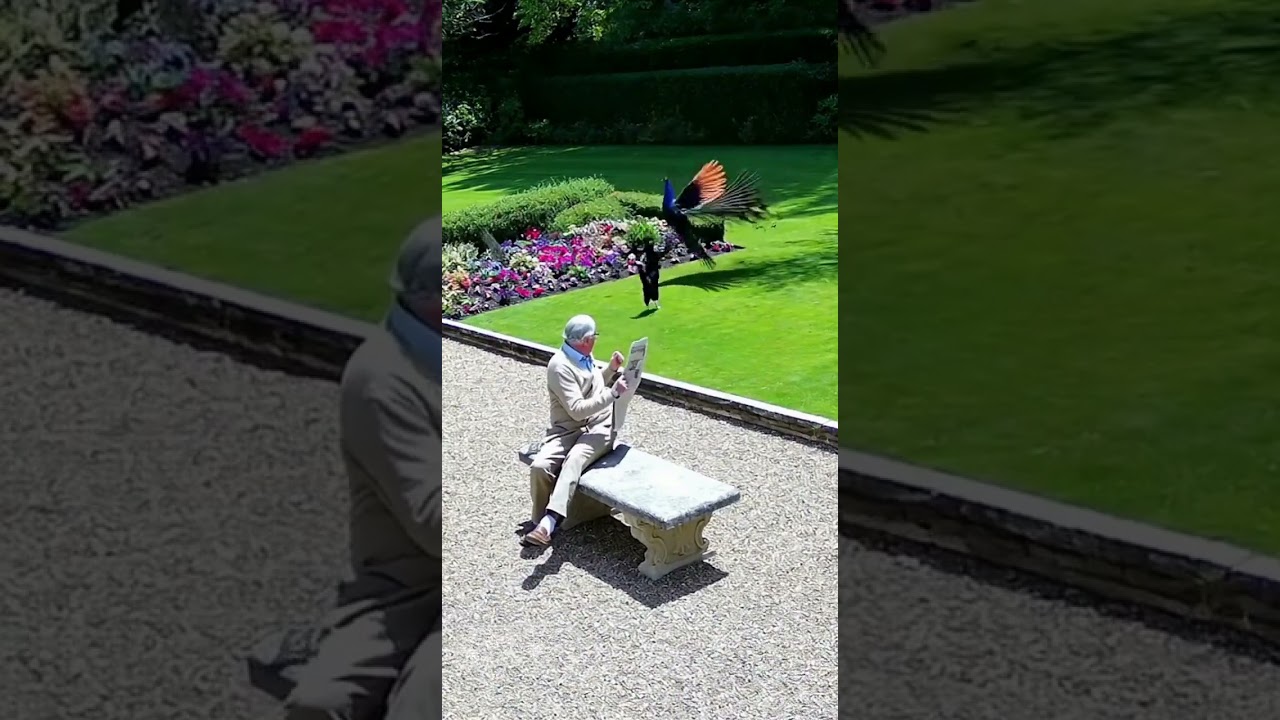 Peacock Messed With the Wrong Cat 