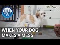 When your dog makes a mess [Dogs are incredible/ENG/2019.12.31]