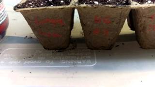 Seed lineup
