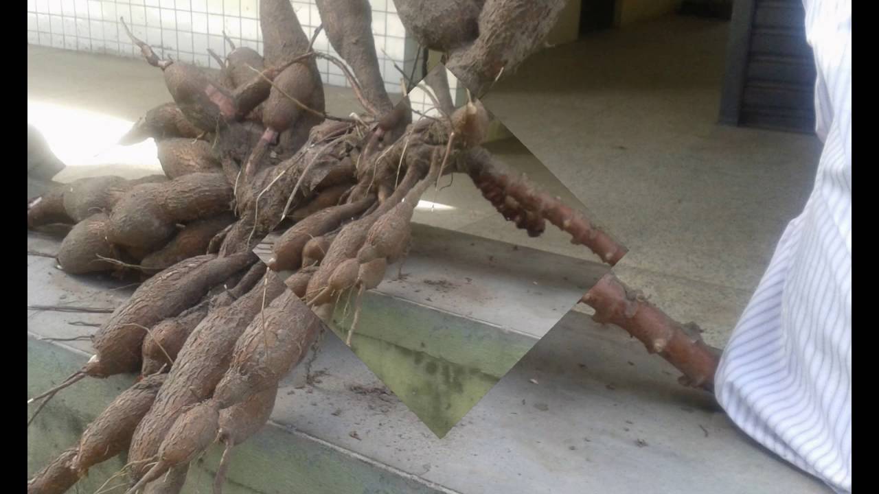 Macaxeira - Colégio Agrícola de Teresina, UFPI.
