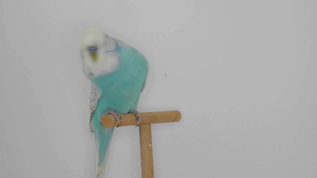 Ondulato inglese azzurro spangler - Melopsittacus undulatus - YouTube