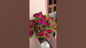 Thumbnail of Neutral flowervash#shortsfeed #youtubeshorts #flowers #virolshort