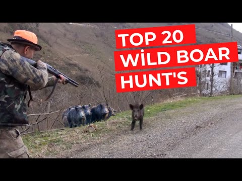 Mükemmel Atışlar yaban domuzu avı, PERFECT WILD BOAR HUNTING TOP 20 WILD BOAR HUNTS EN İYİ DOMUZ AVI