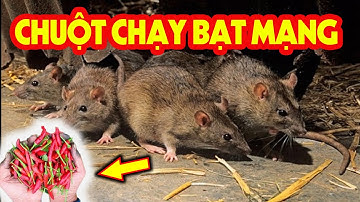 Đặt Thứ Này Trong Nhà, Lũ Chuột Lũ Lượt Chạy Ra Khỏi Nhà Không cần Dùng Thuốc, Bẫy