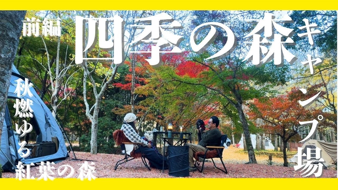 【四季の森キャンプ場】前編 銀杏が黄色に染まる森で2泊3日キャンプしてきましたやで！【コマンダー245】【チワワ】【三重 紅葉 犬 キャンプ】