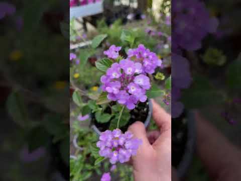 Video: Diferentes variedades de plantas de Lantana - Tipos de Lantana para el jardín