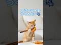 ココがアジフライをつくるよ～🐟️ #猫#ai猫 #aicat #cat #catlovers #鯵フライ#アジフライ