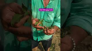 This Food Forest is not just about growing food