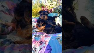 Czas spędzony z psem zawsze uwalnia od stresu #fci #zkwp #yorkshireterrier
