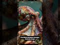 This Octopus Can Become ANY Animal 😳 #facts #wildlifeentertainment #wildlife