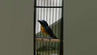 Tledekan roll istimewa