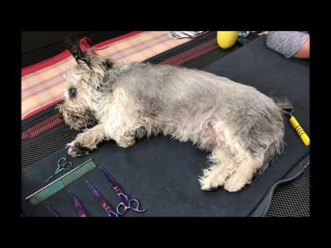 Video: Einen Hund für die Verwendung einer Glocke an einer Schnur ausbilden