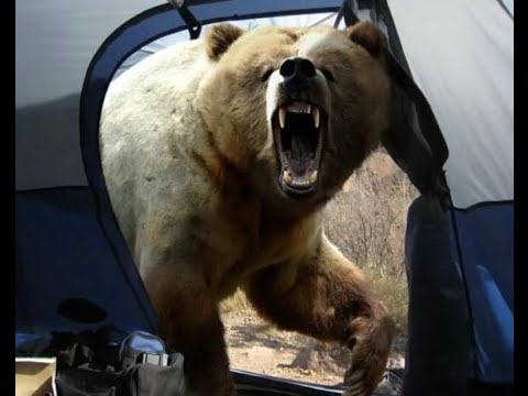 Как спастись от Медведя за 2 секунды