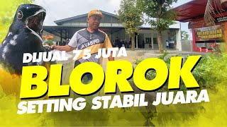 JUAL BLOROK 75 JUTA ‼️Begini Cara PERAWATAN MURAI PATROLI⭐⭐⭐⭐⭐