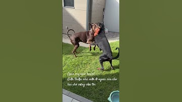 Ep44-My 2 Doberman in garden happy hour thanks for like and subscribe #doberman #luxembourg #mylife