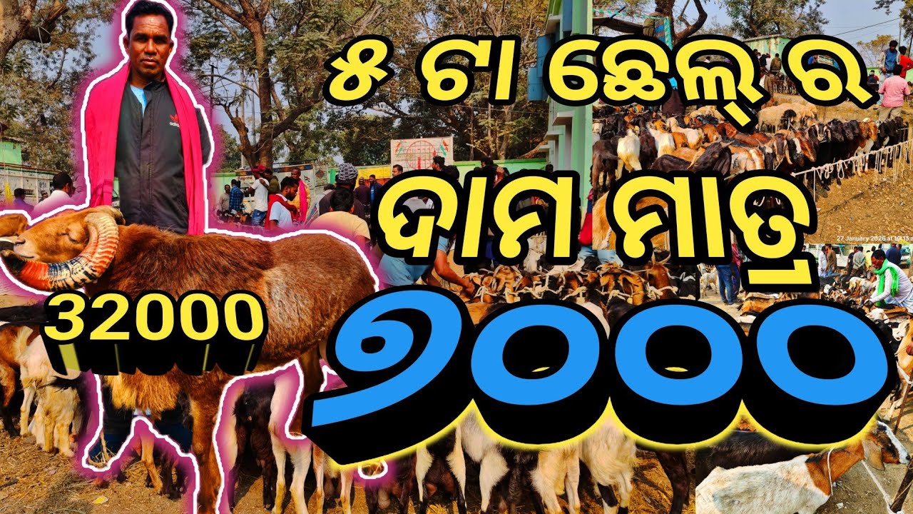 ଜାରିଂ ଛେଳି ମେଣ୍ଢା କୁକୁଡ଼ା ବଜାର୍ //  Jaring Goat Market 