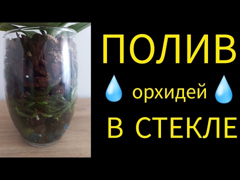 ПОЛИВ орхидей в