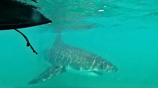 Great White Shark Encounter! Incredible Van Life Stories From The Road