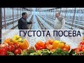 ГУСТОТА ПОСЕВА В ТЕПЛИЦЕ