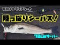 ミノーで陸っぱりシーバスフィッシング!スコD+ディアルーナ【ベイトシーバス】