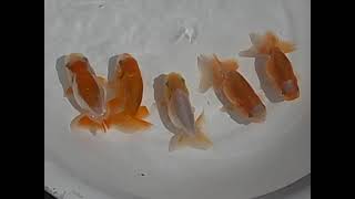 DSCN6858