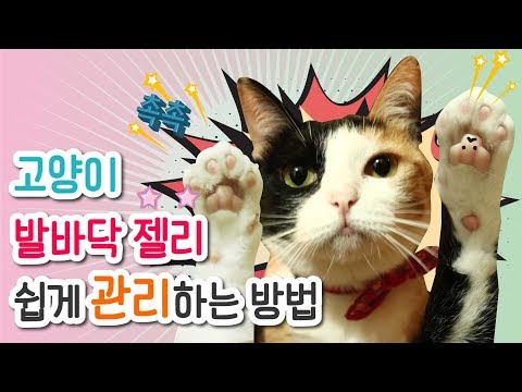 고양이 젤리를 마음껏 만질 수 있는 기회! 촉촉하게 마라피키 케어밤