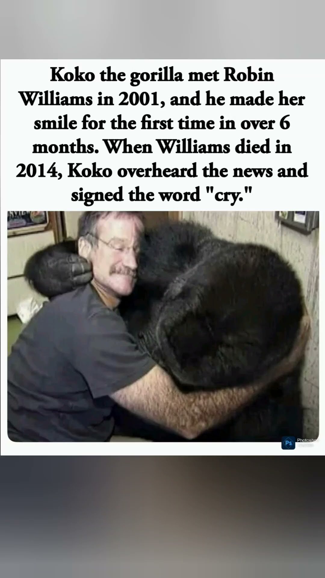 Animal Love #duet #usa #motivation #viral #trending #love #america #africa