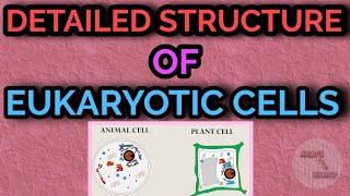 DETAILED STRUCTURE OF EUKARYOTIC CELLS || DESCRIPTION OF EUKARYOTIC CELLS