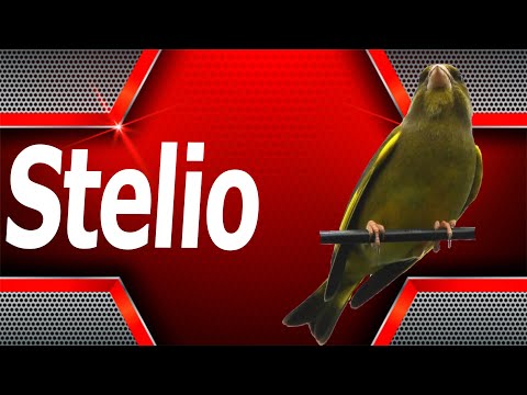 Greenfinch Song 044 - Stelyo Kuş