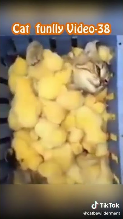 kucing tidur dengan anak ayam