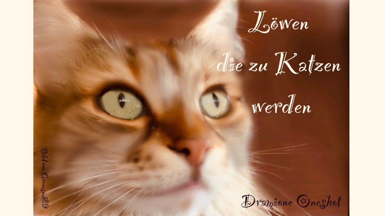 Löwen die zu Katzen werden | Harry Potter Fanfiktion | Dramione