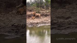 Lion Cub & Dad ❤ Black Dam Males / Avoca Pride #wildlife #bigcat #kruger