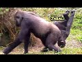 Ringo learns from Jabali😆Pat dad on the head🤣💦|D&#39;jeeco Family|Gorilla|Taipei zoo