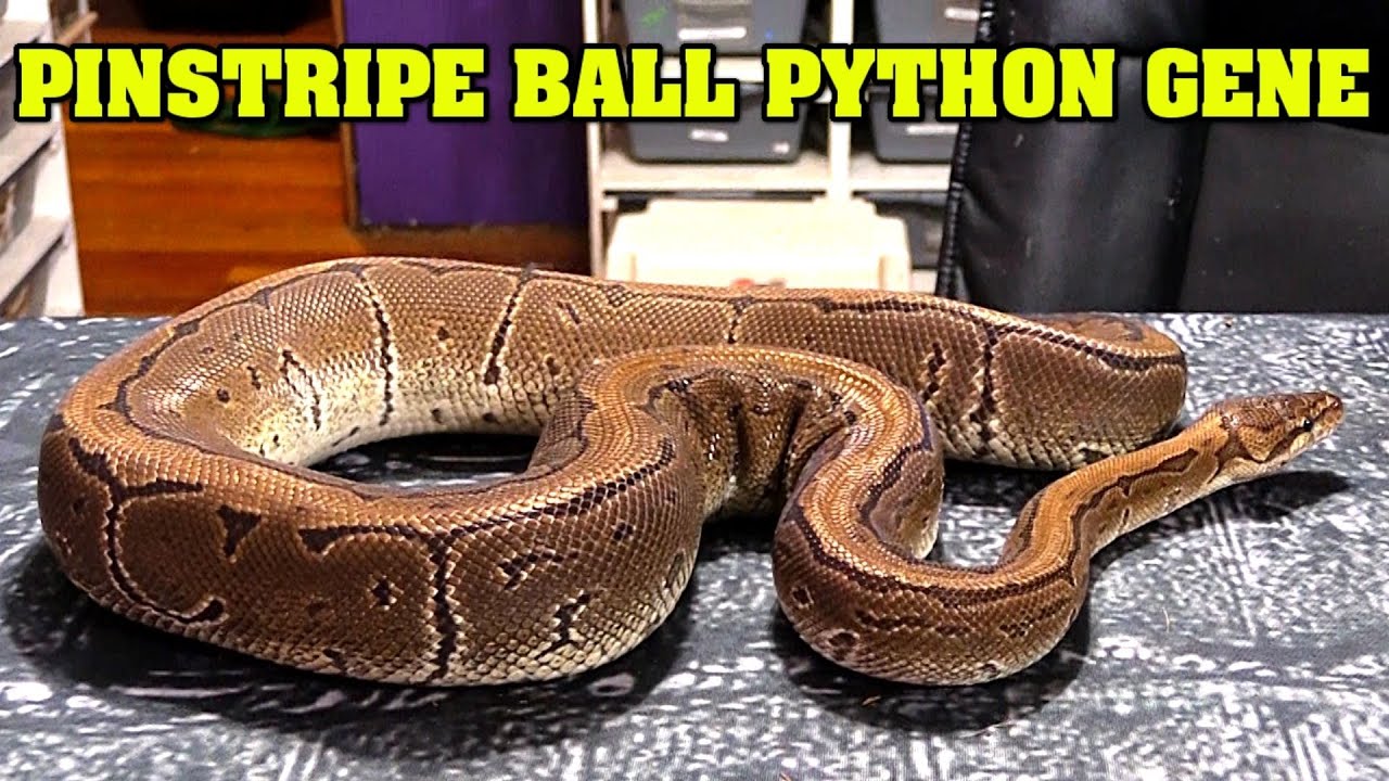 Ball Python Looks Good Wearing Pinstripes! All About The Pinstripe Morph! -  Youtube