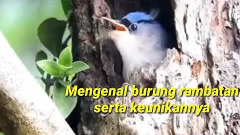 Keunikan burung rambatan yang jarang diketahui