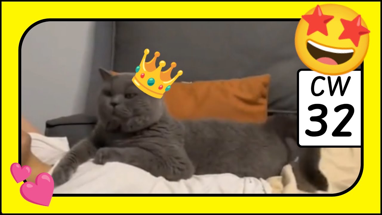 Happy Caturday - CW32