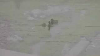 Nonpoint Source Pollution: An introduction to stormwater
