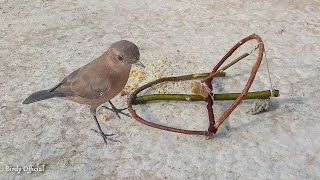 How To Make A Bird Trap Out Of Sticks Works 100% - Simple Bird Trap 🐦