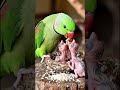 Parrot &kids #shortsfeed #shortvideo #shortsviral #subscribe #cute
