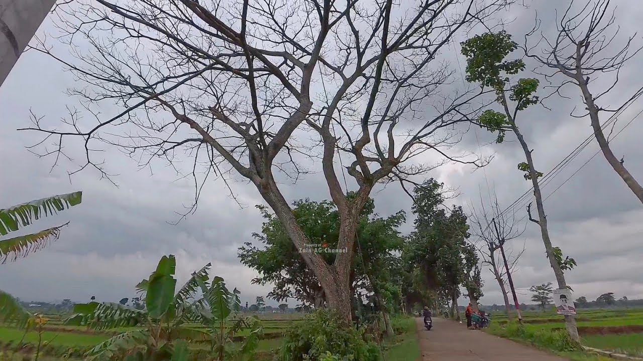 Dangerous ‼️Dead and weathered trees disturb road users - YouTube