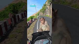 Picking Up A Monkey Hitchhiker
