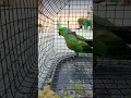 green parrot 🦜 #cutebird #follow #birds #cuteparrot #parrotlover #parrot #shorts #trending #mithhu