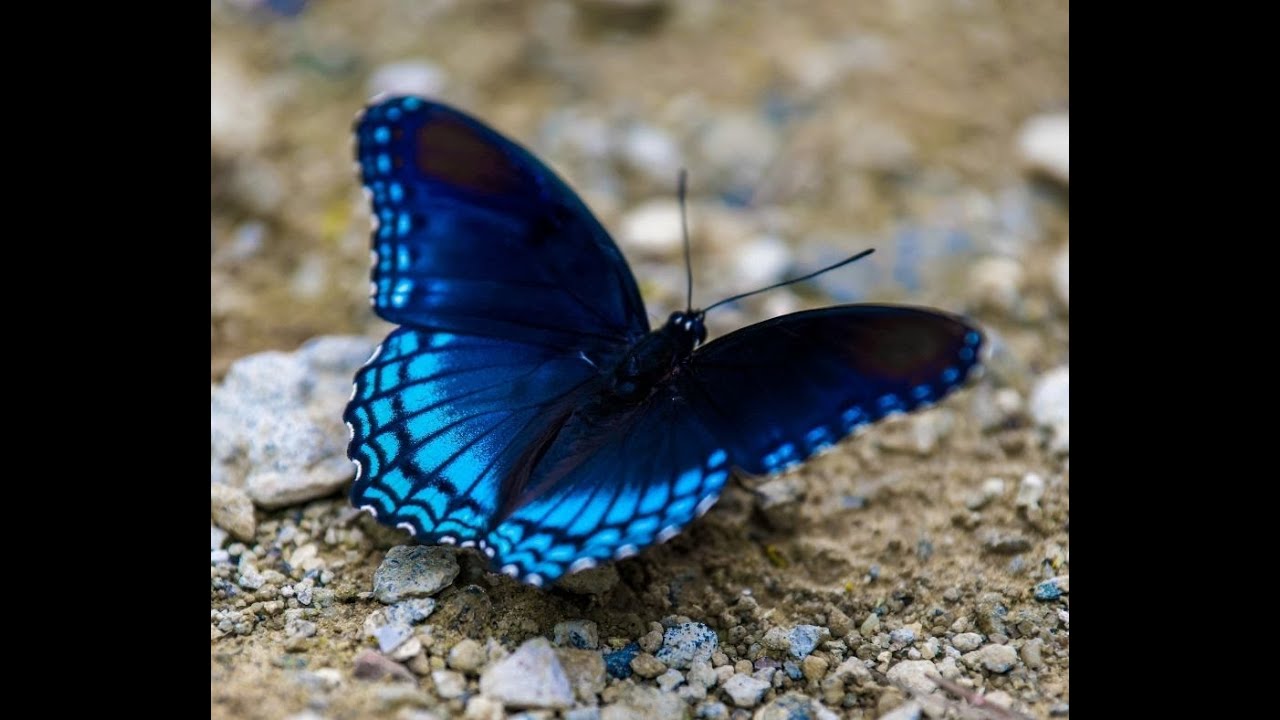 The butterfly effect Documentary YouTube