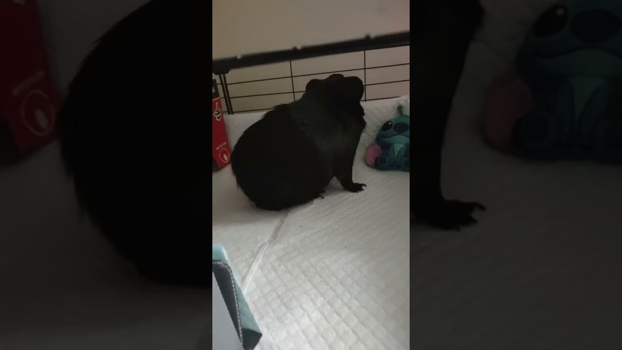 rumble strut Xavier the American guinea pig with stitch