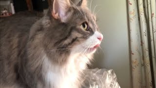 交互に舐める猫 ノルウェージャンフォレストキャットTo lick alternately.Norwegian Forest Cat.