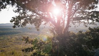 Gospel of Trees - Taïs Bean feat. Ashen Page Details