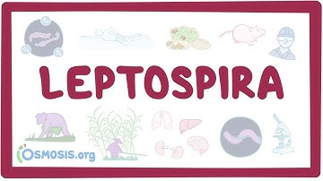 Leptospira - an Osmosis Preview