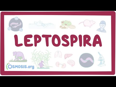 Video: Leptospira testi niyə aparılır?