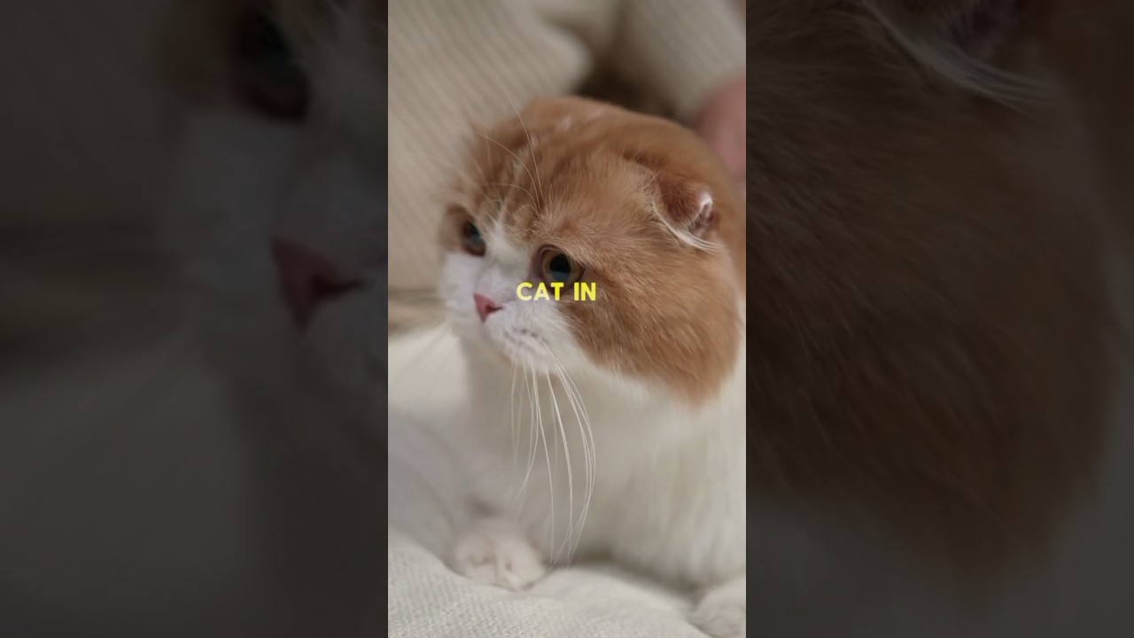 Why Your Cat Actually Loves You 