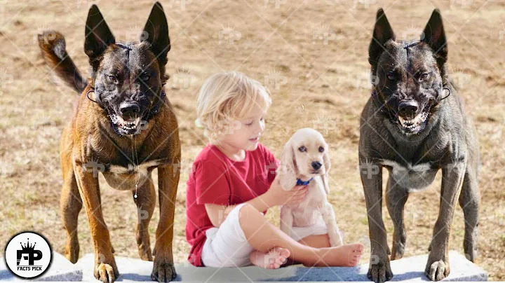 Only These Top 10 Dogs that Will Protect You No Matter What! - DayDayNews